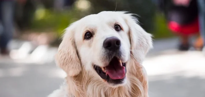 Aumenta la domanda di pet therapy negli ospedali italiani